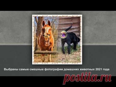 Смешные фотографии домашних животных 2021 года