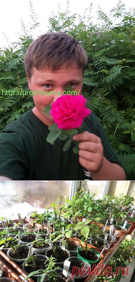 КАК ЧЕРЕНКОВАТЬ РОЗЫ ОСЕНЬЮ. АВТОР БОРИС БОРИСОВ. | Самоцветик