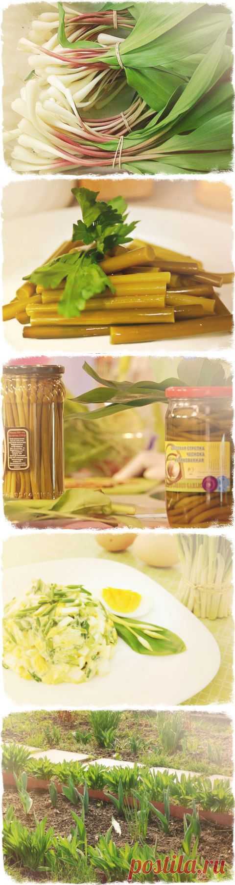 ЧЕРЕМША РЕЦЕПТЫ И ПОЛЕЗНЫЕ СВОЙСТВА