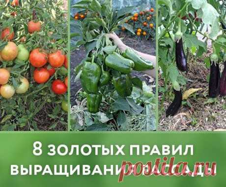8 золотых правил выращивания рассады!