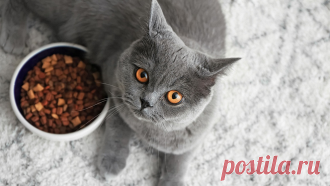Витамины для кошек: потребности, дефицит и избыток | Бетховен - сеть зоомагазинов | Дзен