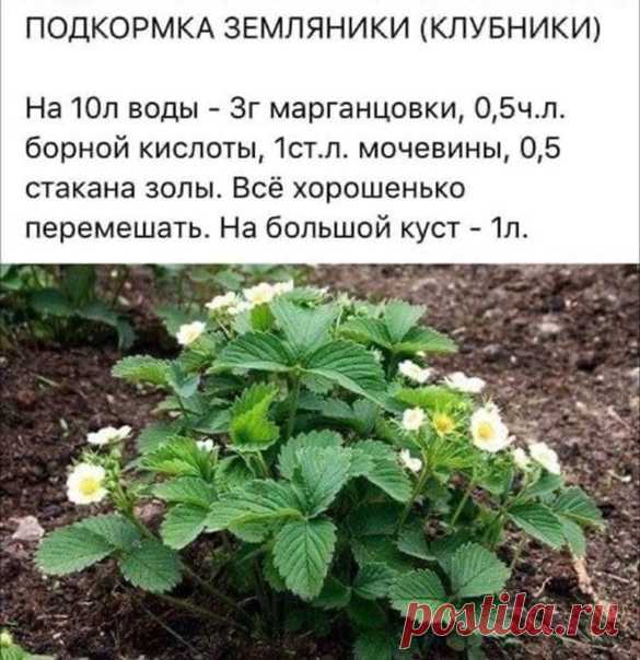 Пoдкoрмкa зeмляники
