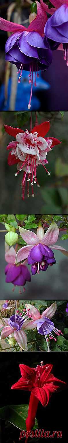 Fuschia | Flowers