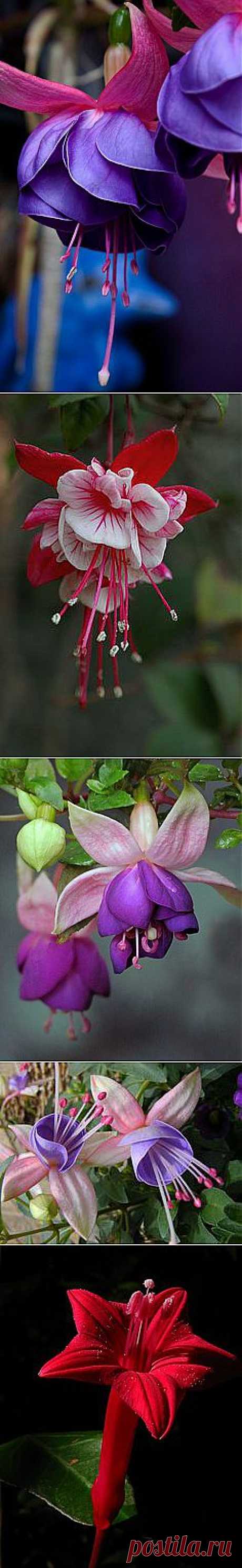 Fuschia | Flowers