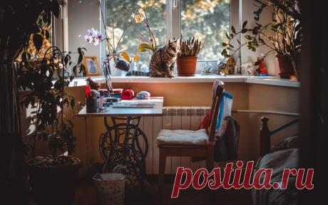 Скачать обои кот, окно, девушки, комната, раздел интерьер в разрешении 1440x900