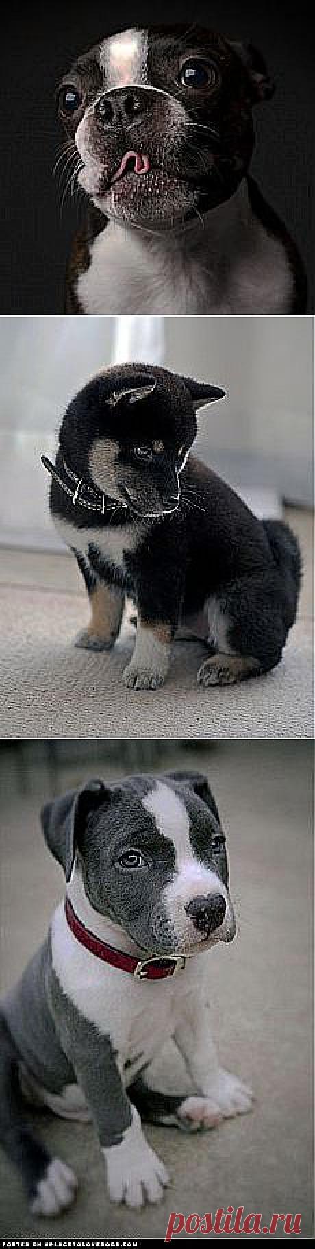 Очаровательные пёсики