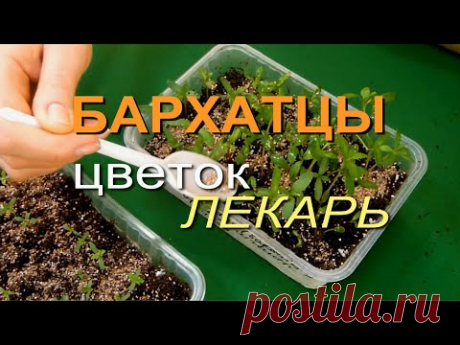 БАРХАТЦЫ! От ПОСЕВА до ПЕРВЫХ всходов! Советы от ЗЕЛЕНОГО ОГОРОДА!