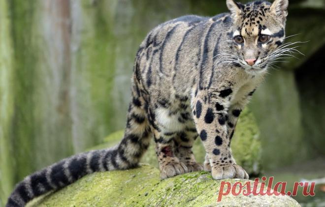 Обои шерсть, окрас, Дымчатый леопард картинки на рабочий стол, раздел кошки - скачать