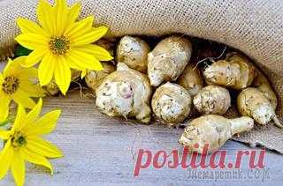 Топинамбур можно и нужно выращивать на дачном участке