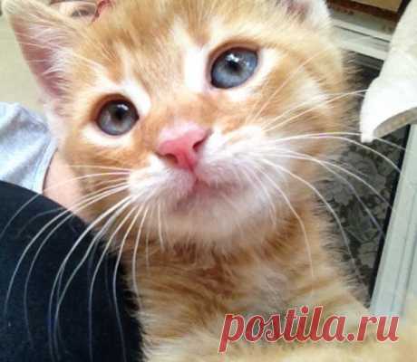 Усатик:)