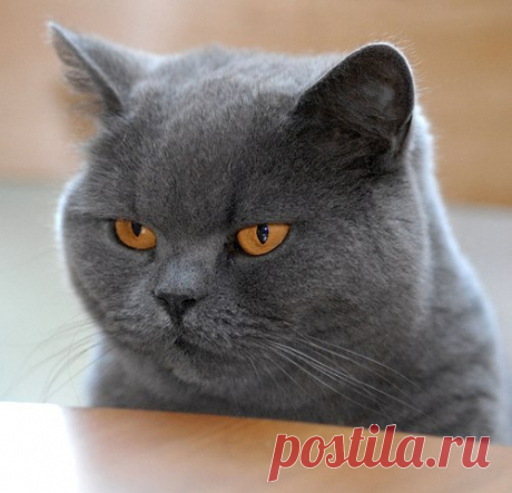 BullZara