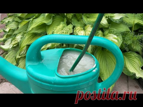 САМАЯ МОЩНАЯ ПОДКОРМКА ПЕРЦА ДЛЯ РОСТА