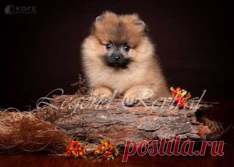 Немецкий Шпиц кобель рыжего окраса Legend Revival Persey