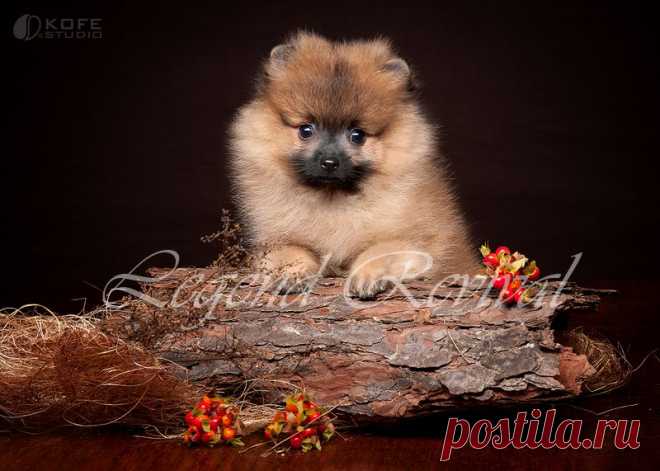 Немецкий Шпиц кобель рыжего окраса Legend Revival Persey