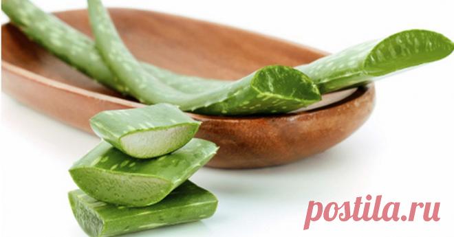 Аптечка На Подоконнике: 15 Полезных Свойств Алоэ Для Здоровья И Красоты!
