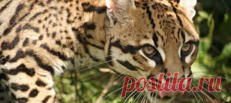 Для общения на расстоянии люди придумали социальные сети. У животных они тоже есть: например, отхожие места диких кошек.