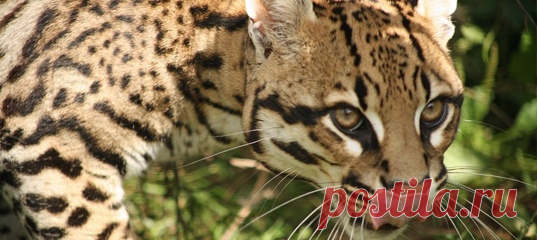 Для общения на расстоянии люди придумали социальные сети. У животных они тоже есть: например, отхожие места диких кошек.