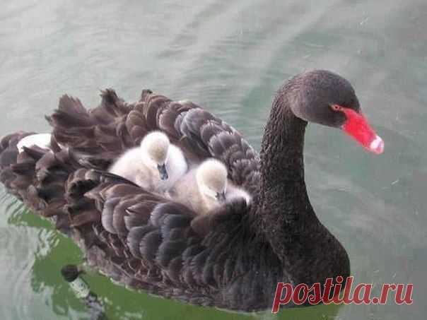 ♥ БРАТЬЯ НАШИ МЕНЬШИЕ ♥ | ВКонтакте
