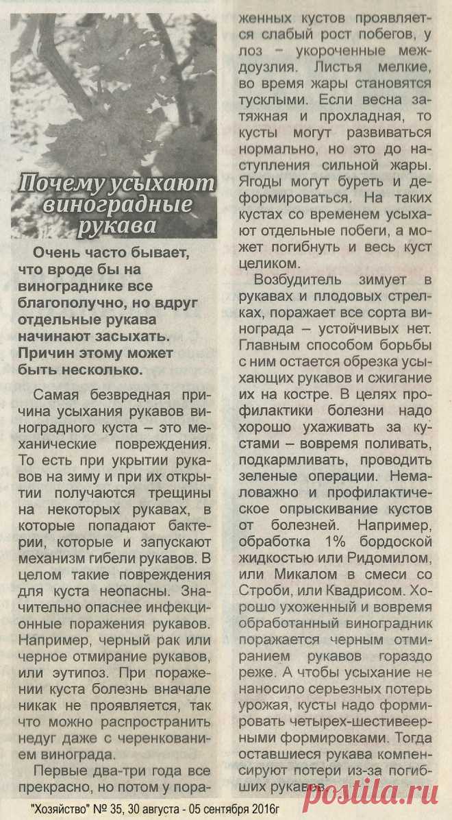 Почему усыхают виноградные рукава