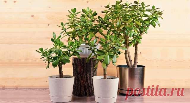 Как правильно обрезать денежное дерево и осуществлять уход за ним — Journal women