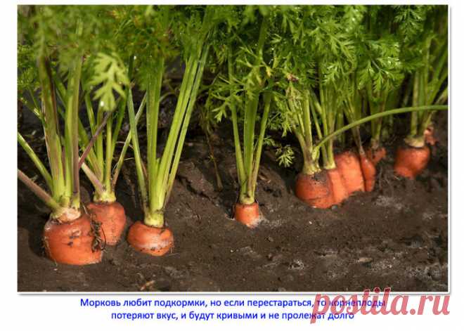 Моя любимая финальная подкормка моркови: плоды наливаются большими, морковь становится сочной и сладкой | Семья из Сызрани | Яндекс Дзен