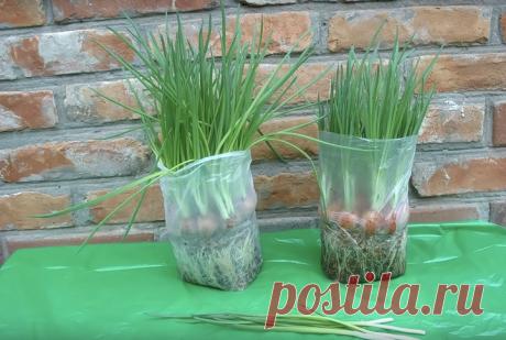 Идеальный способ, который подарит море зеленого лука в любое время года