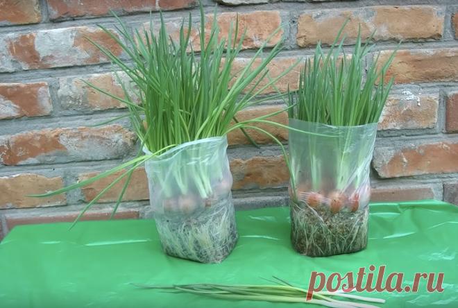 Идеальный способ, который подарит море зеленого лука в любое время года