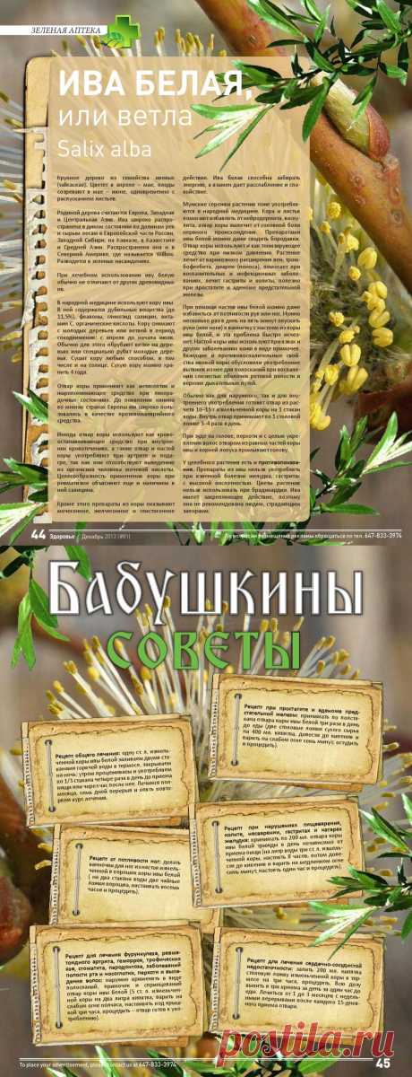 Ива белая или ветла