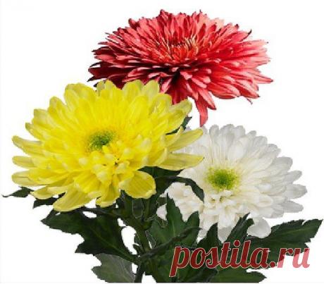 Я мелкой злости в жизни не испытывал,
На мир смотрел светло, а потому
Я ничему на свете не завидовал:
Ни силе, ни богатству, ни уму.
Не ревновал ни к радостному смеху
(Я сам, коли захочется, - смеюсь),
Ни к быстрому и громкому успеху
(И сам всего хорошего добьюсь).
Но вы пришли. И вот судите сами:
Как ни смешно, но я признаюсь вам,
Что с той поры, как повстречался с вами,
Вдруг, как чудак, завидую вещам!
Дверям, что вас впускают каждый вечер,
Настольной лампе, сделанной под дуб,