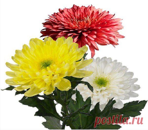 Я мелкой злости в жизни не испытывал,
На мир смотрел светло, а потому
Я ничему на свете не завидовал:
Ни силе, ни богатству, ни уму.
Не ревновал ни к радостному смеху
(Я сам, коли захочется, - смеюсь),
Ни к быстрому и громкому успеху
(И сам всего хорошего добьюсь).
Но вы пришли. И вот судите сами:
Как ни смешно, но я признаюсь вам,
Что с той поры, как повстречался с вами,
Вдруг, как чудак, завидую вещам!
Дверям, что вас впускают каждый вечер,
Настольной лампе, сделанной под дуб,