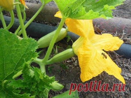 ЧТОБЫ КАБАЧКИ РОСЛИ БЫСТРЕЕ