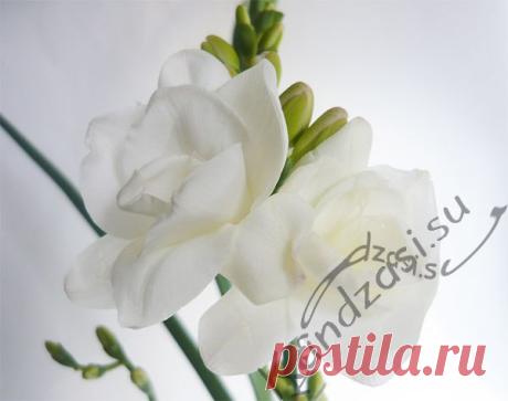 Мастер-классы Фоамиран (FLOWERS OF FOAMIRAN)