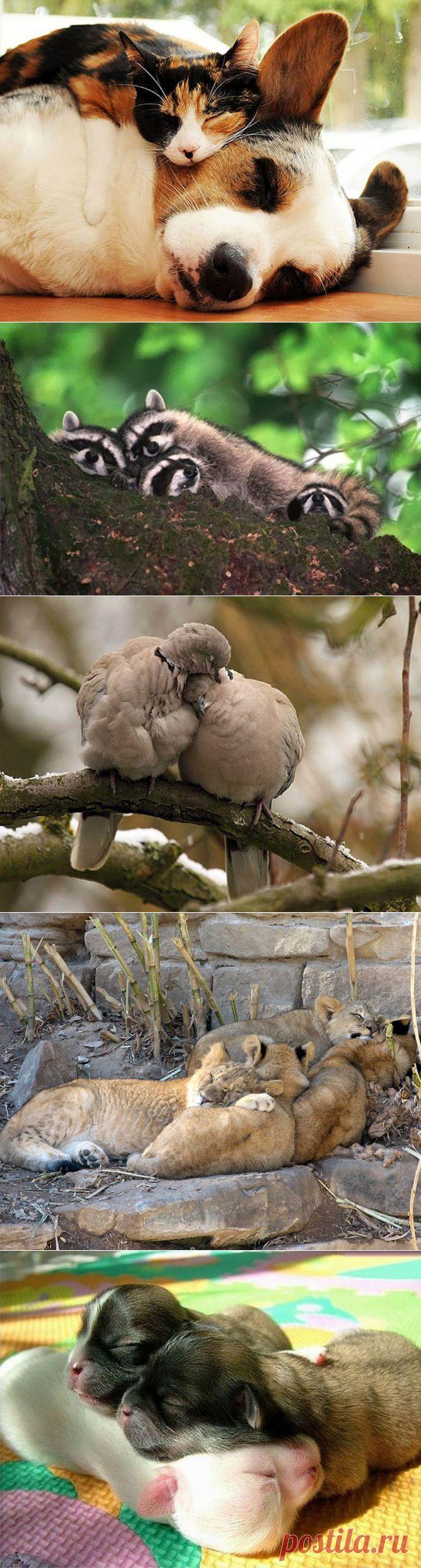 Лохматые товарищи, которые знают как надо спать