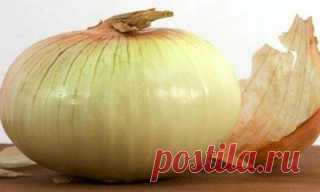 Лук- польза и вред