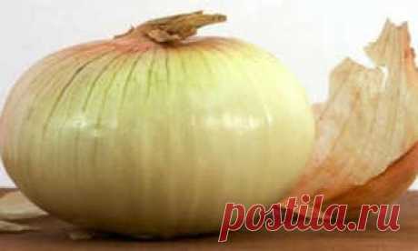 Лук- польза и вред