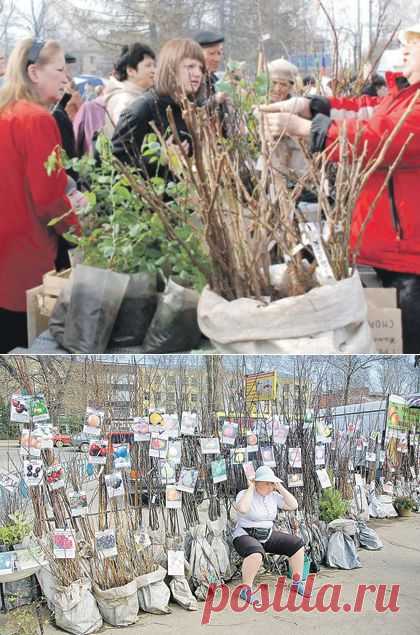 "От худого семени не жди доброго племени"-выбираем саженцы.