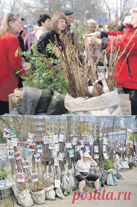 &quot;От худого семени не жди доброго племени&quot;-выбираем саженцы.