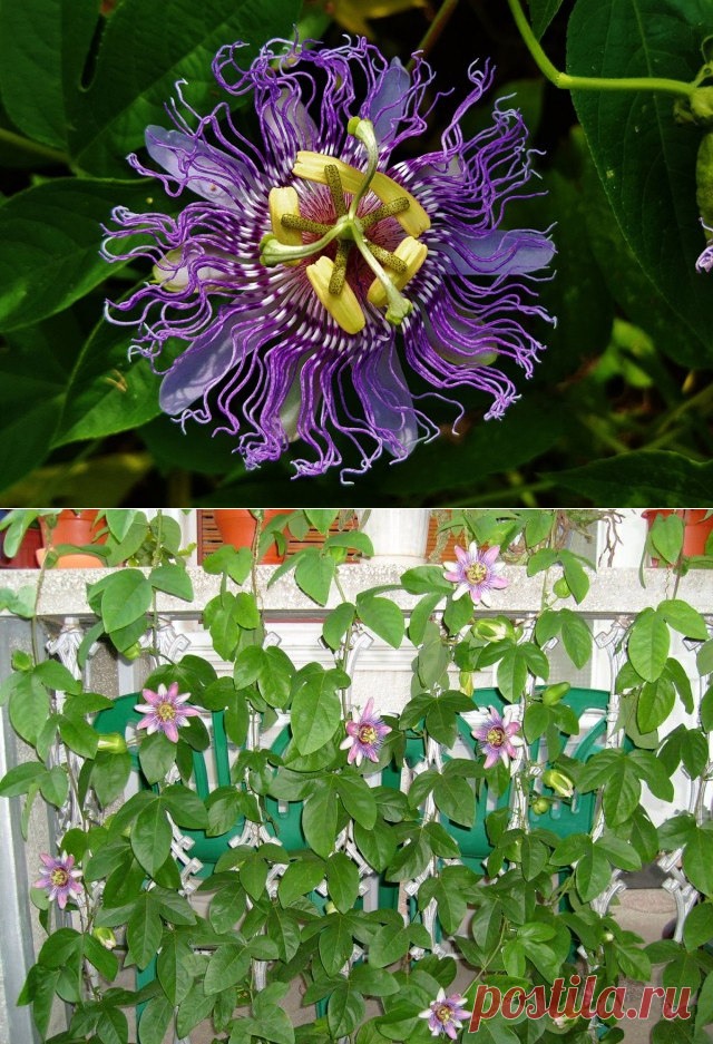 Пассифлора инкарнатная (Passiflora incarnata)