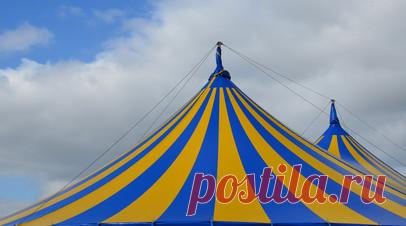 Россельхознадзор выявил нарушения в цирке, где медведь напал на дрессировщицу. Специалисты Россельхознадзора выявили нарушения в приехавшем на гастроли в Петрозаводск цирке, где медведь напал на дрессировщицу. Читать далее