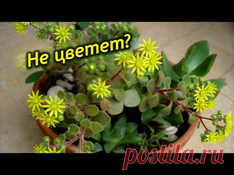 Почему не цветет аихризон?