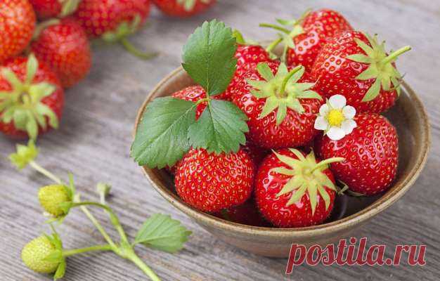 Сроки посева семян клубники на рассаду — Ⴚα∂ ℨα୮০τ০Ᏸҡα