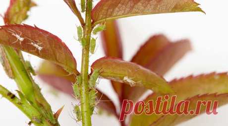 Чем обработать розы весной от болезней и вредителей