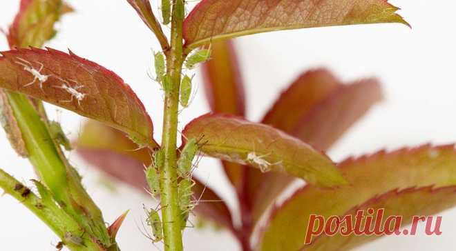 Чем обработать розы весной от болезней и вредителей