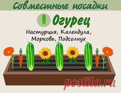 ВЗАИМОВЫГОДНОЕ СОСЕДСТВО ОВОЩЕЙ