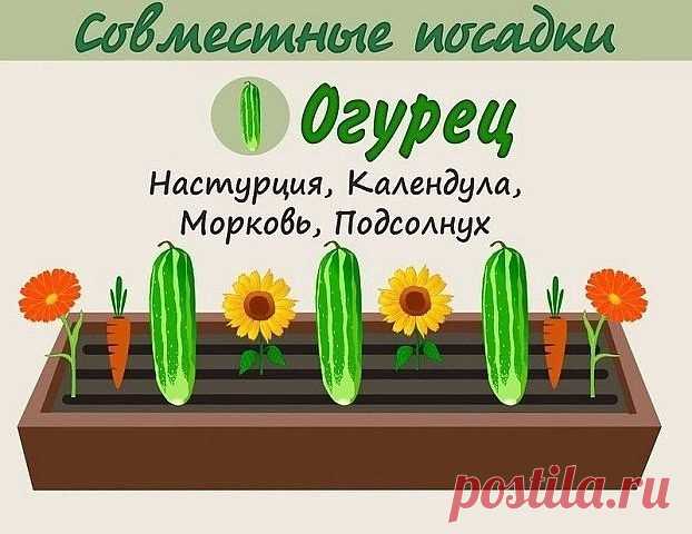 ВЗАИМОВЫГОДНОЕ СОСЕДСТВО ОВОЩЕЙ