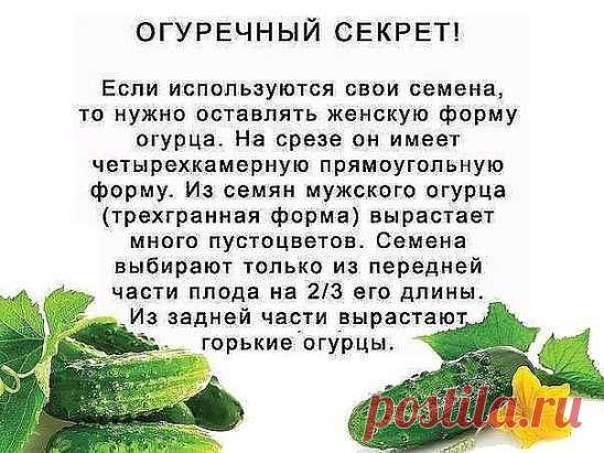 ПРАВИЛЬНЫЙ ПОЛИВ ОВОЩЕЙ.
У правильного полива три основных условия: своевременность, 
регулярность, норма. Как их надо применять для разных овощей летом?
Полив огурцов сверху или в бороздку
Корни огурцов слабые и располагаются в поверхностном слое почвы, который
 быстро иссушается. К тому же у растений большие листья, они испаряют 
много воды. Поэтому огурцы поливают часто и методом дождевания.
Впрочем, чтобы корни глубже ушли в почву, растения до появления бутонов 
можно вообще не поливать,