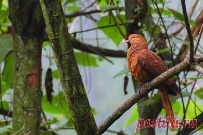 Сем. Голубиные (Columbidae)
Румяный кукушковый голубь (Macropygia emiliana)