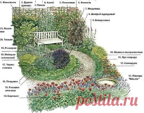 Схема сада с лечебными травами