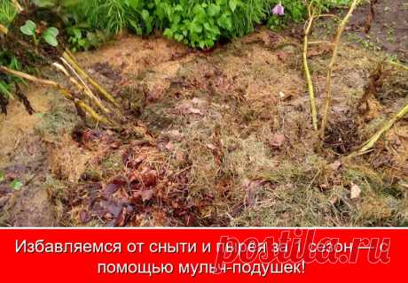Если у вас на участке есть необработанный клочок земли, на котором растут сорняки, в том числе пырей или сныть, победить их можно за один сезон. Особых усилий прилагать не придется, а именно перекапывать почву и извлекать корневища сорняков.

Эту работу за нас сделают мульчирующие подушки (сокращенно мульч-подушки). Они помогут не только избавиться от сорняков, но и вырастить урожай того же картофеля.

Будем вышибать клин клином.

1) Сначала скосим на целинном участке трав...