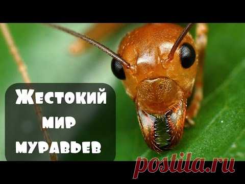 муравьи самая развитая цивилизация . интересные факты . документальные фильмы